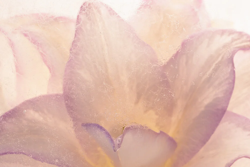 Stuffed lily in ice 1 - Fineart photography by Marc Heiligenstein