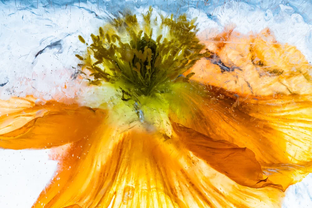 A poppy blossom in crystal-clear ice - Fineart photography by Marc Heiligenstein