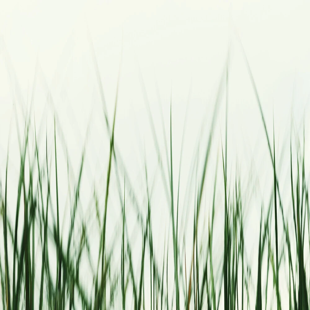 Green beach grass - Fineart photography by Manuela Deigert