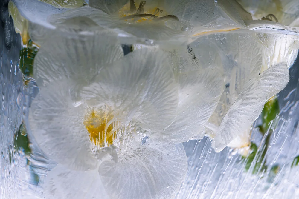 Weiße Freesien in kristallklarem Eis 1 - fotokunst von Marc Heiligenstein