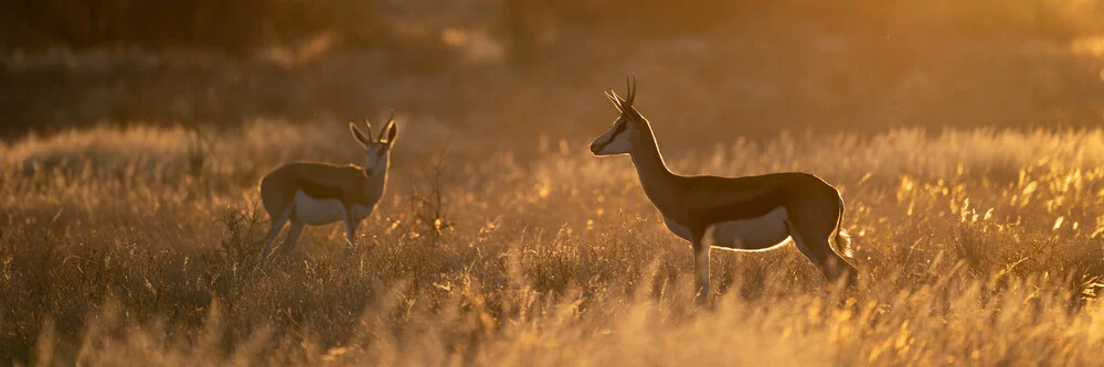 Kalahari Dreaming II - Fineart photography by Dennis Wehrmann