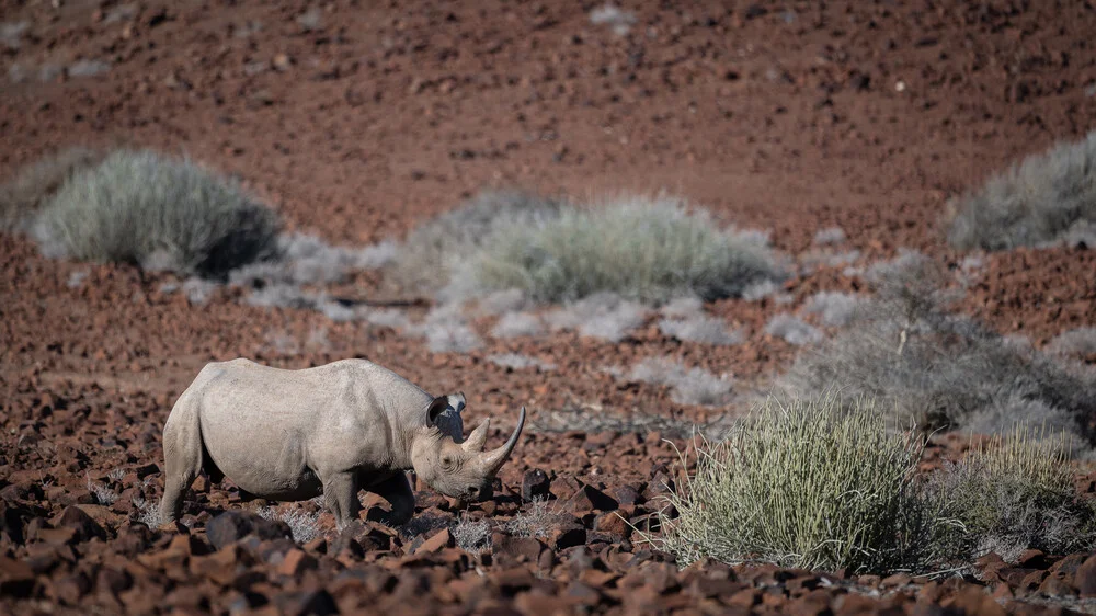 black rhino palmwag concession I - Fineart photography by Dennis Wehrmann