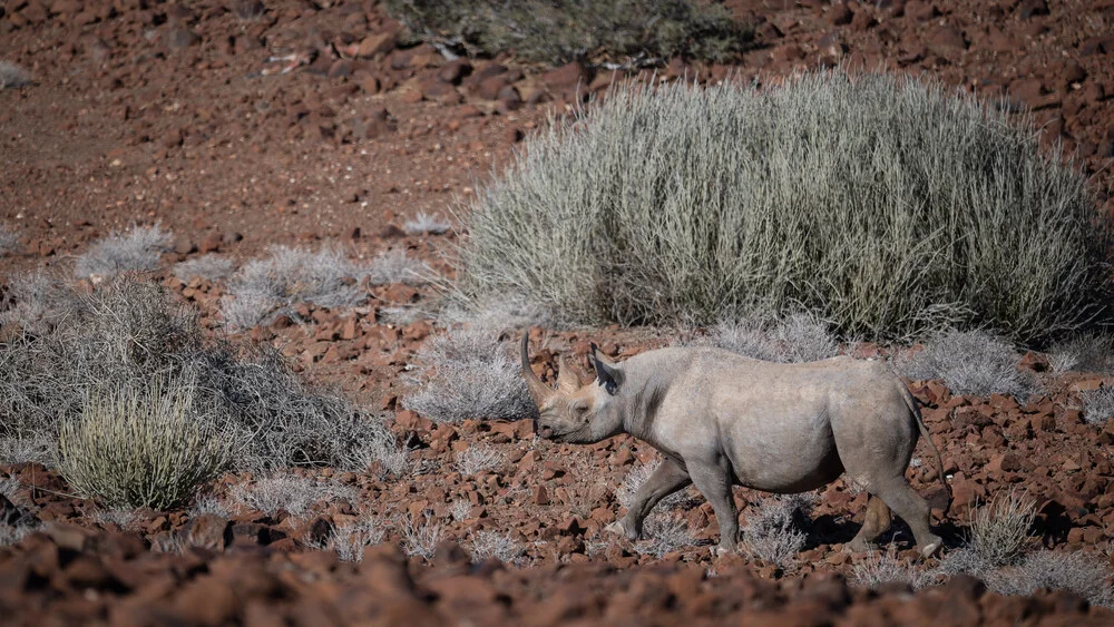 black rhino palmwag concession III - Fineart photography by Dennis Wehrmann