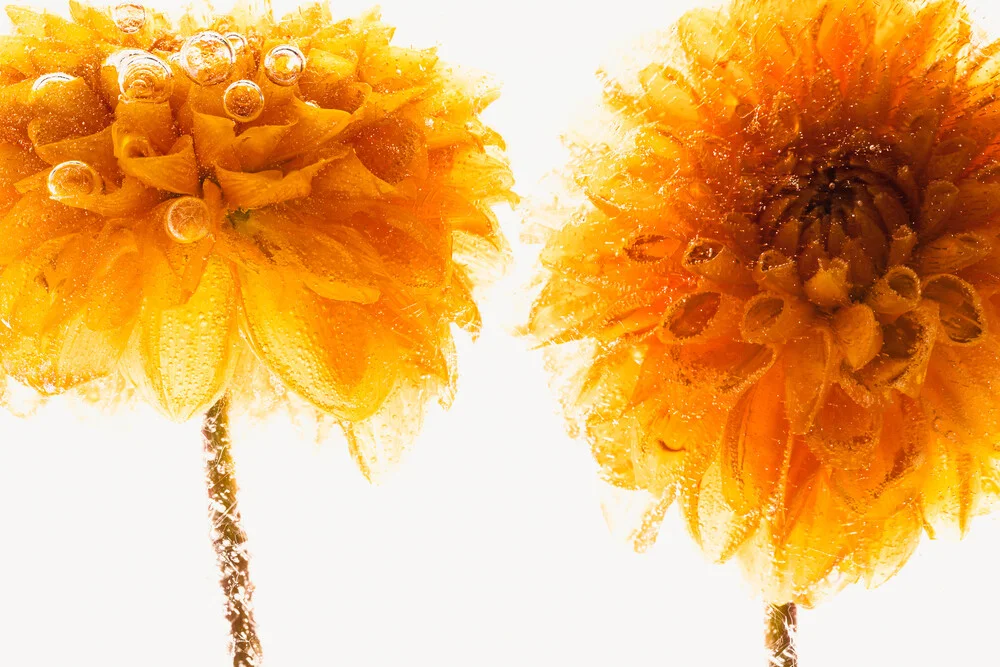 Gelbe Chrysanthemen in Eis 1 - fotokunst von Marc Heiligenstein