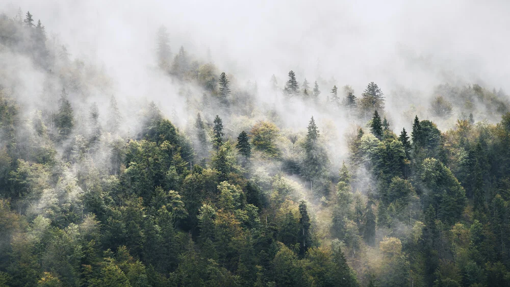 Breathing forest #1 - Fineart photography by Tillmann Konrad