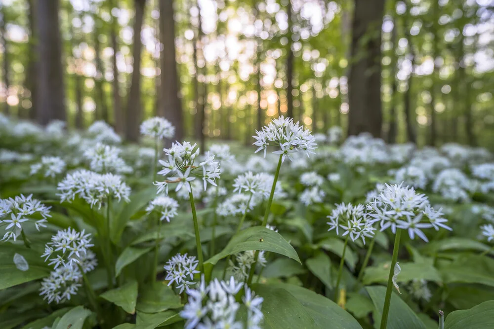 Wild Garlic - Fineart photography by Patrice Von Collani