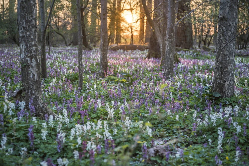 Larkspur carpet - Fineart photography by Patrice Von Collani