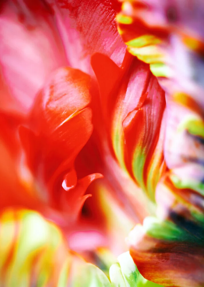 Die Tulpe - fotokunst von Manuela Deigert