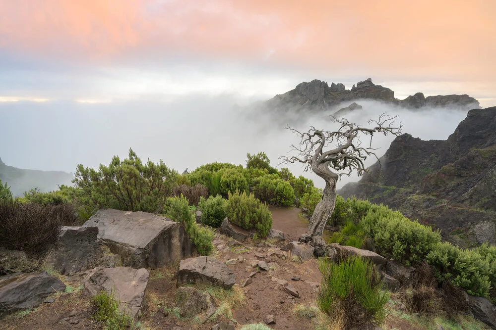 Pure nature on Madeira - Fineart photography by Michael Valjak