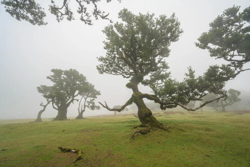 Witch tree of Fanal on Madeira - Fineart photography by Michael Valjak