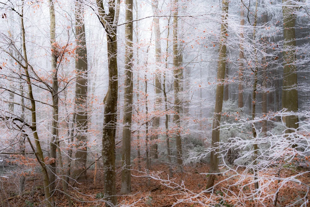 Märchenwald - Fineart photography by Sascha Hoffmann-Wacker