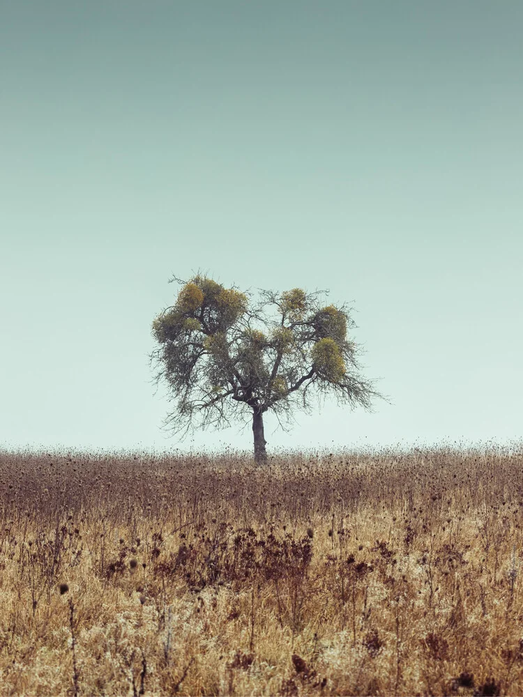 Tree with mistletoe - Fineart photography by Holger Nimtz