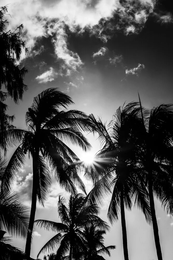 Palm trees in backlight - Fineart photography by Anke Dörschlen