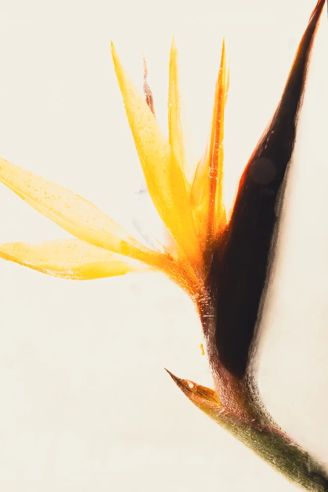 Strelitzia in crystal clear ice 1 - Fineart photography by Marc Heiligenstein