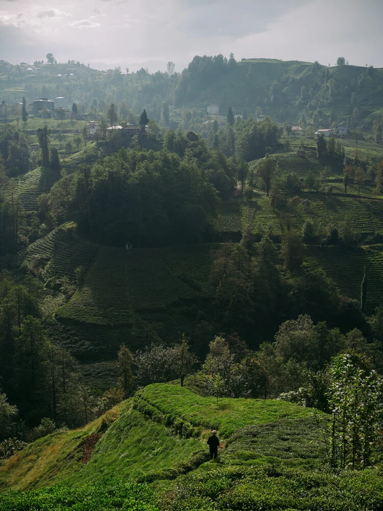 In the tea plantations - Fineart photography by Claas Liegmann