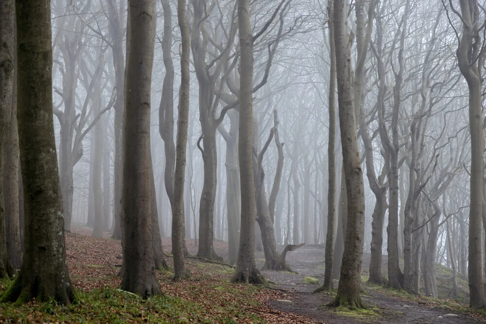 Nebeliger Winterwald im Quellental, Glücksburg - fotokunst von Nadja Jacke