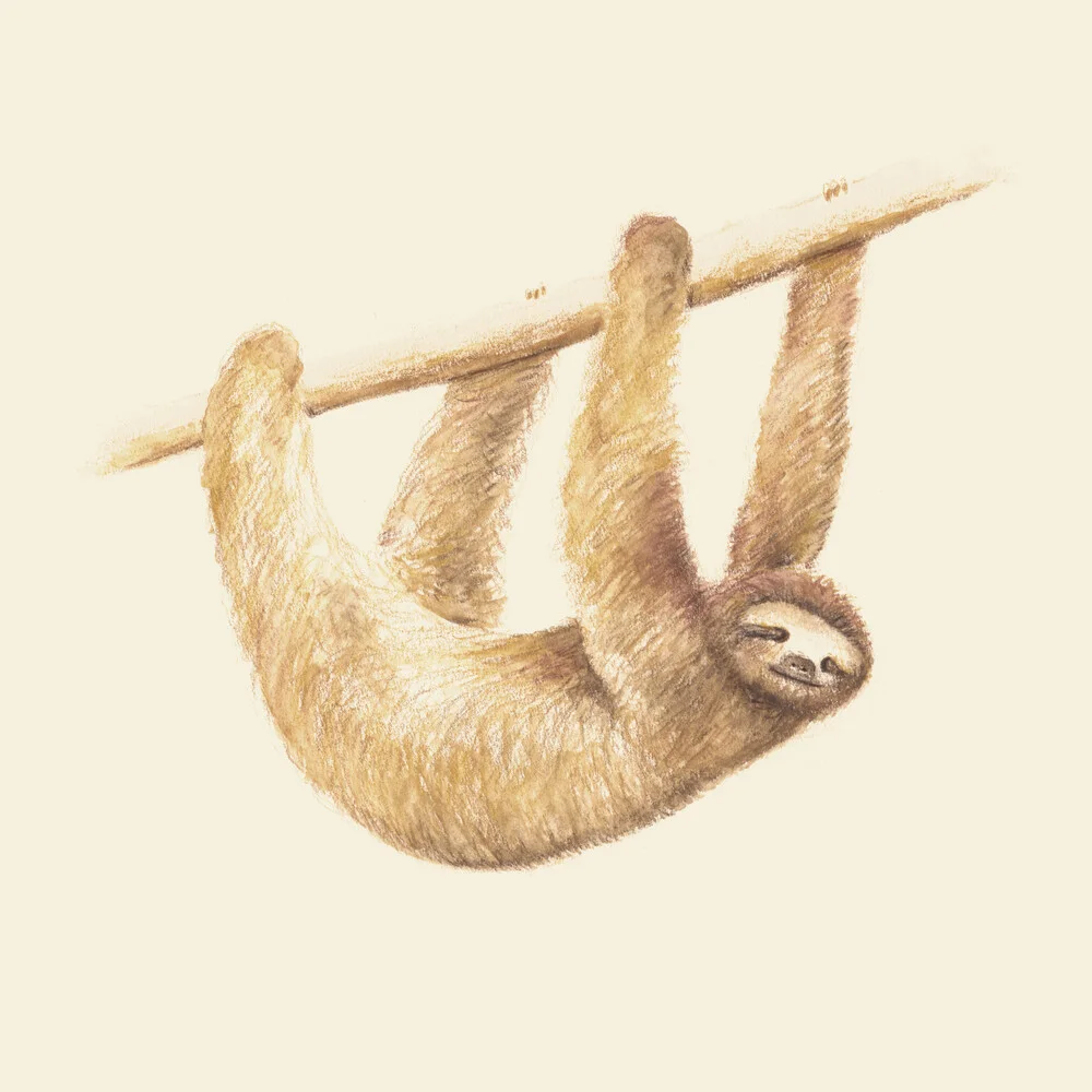 Mr. Sloth - Fineart photography by Florent Bodart