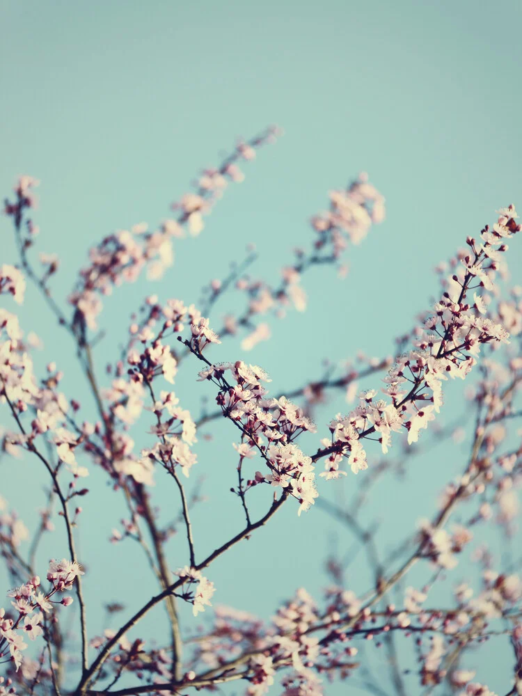 Nadja Jacke - 'Cherry blossoms with spring sky' | Photocircle.net