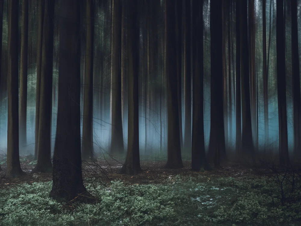 Sonja Lautner - 'Fairytale forest' | Photocircle.net