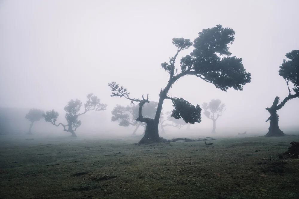 Mystical Forest - Fineart photography by Lina Jakobi