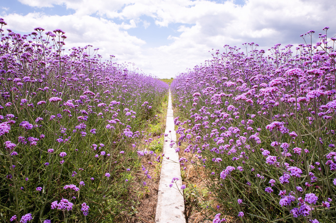 Oona Kallanmaa Purple Flower Field Photocircle Net