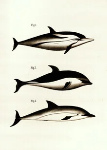 Vintage Nature Graphics wall art - 'Vintage Illustration Dolphins'